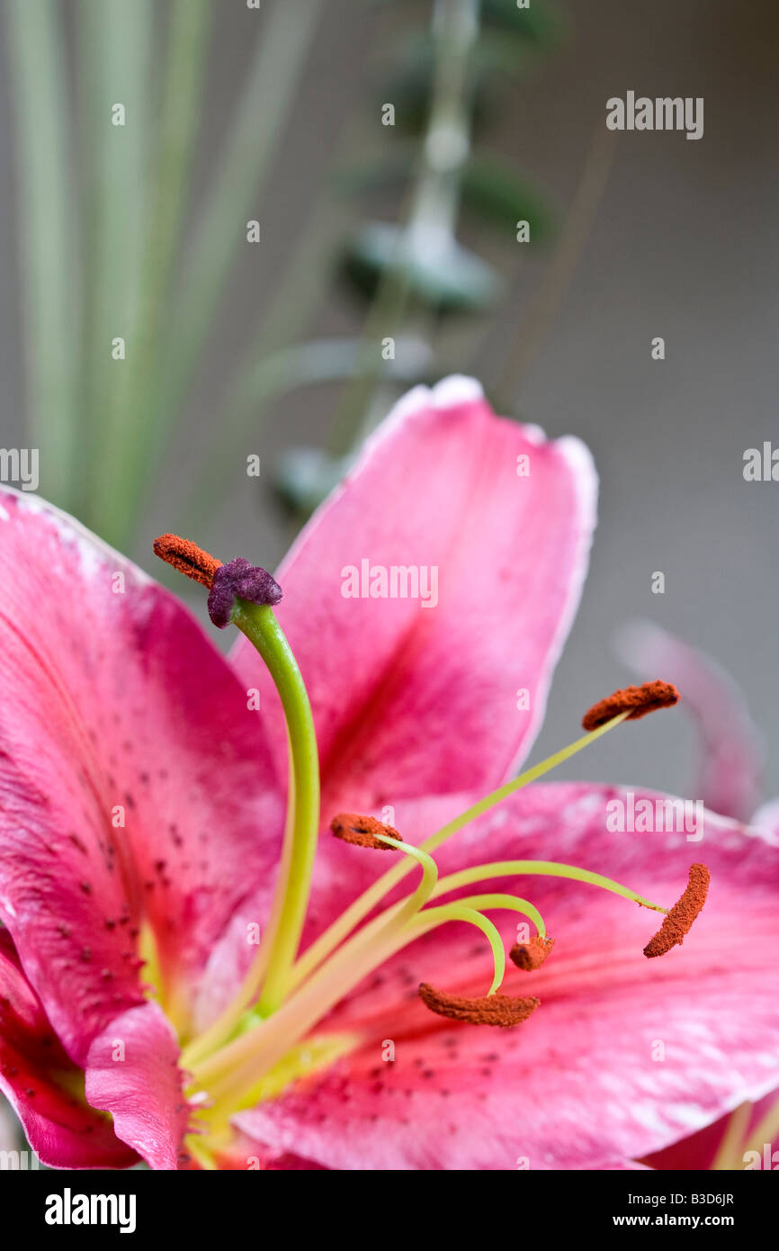 Schöne Tiger Lilly Makro mit grünen Blatt Hintergrund Stockfoto