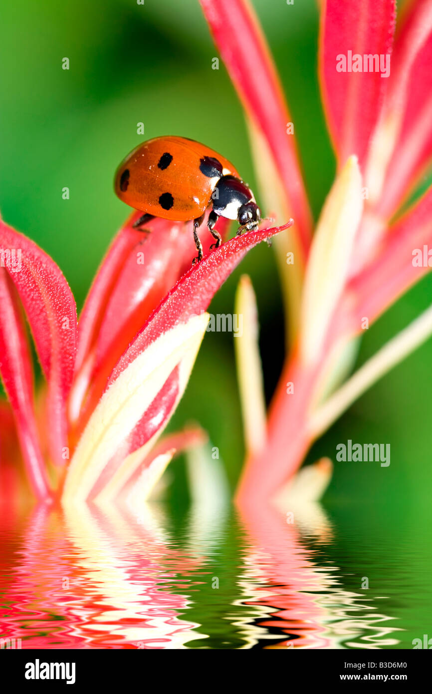 Marienkäfer auf einer Blume Wasser spiegeln Stockfoto
