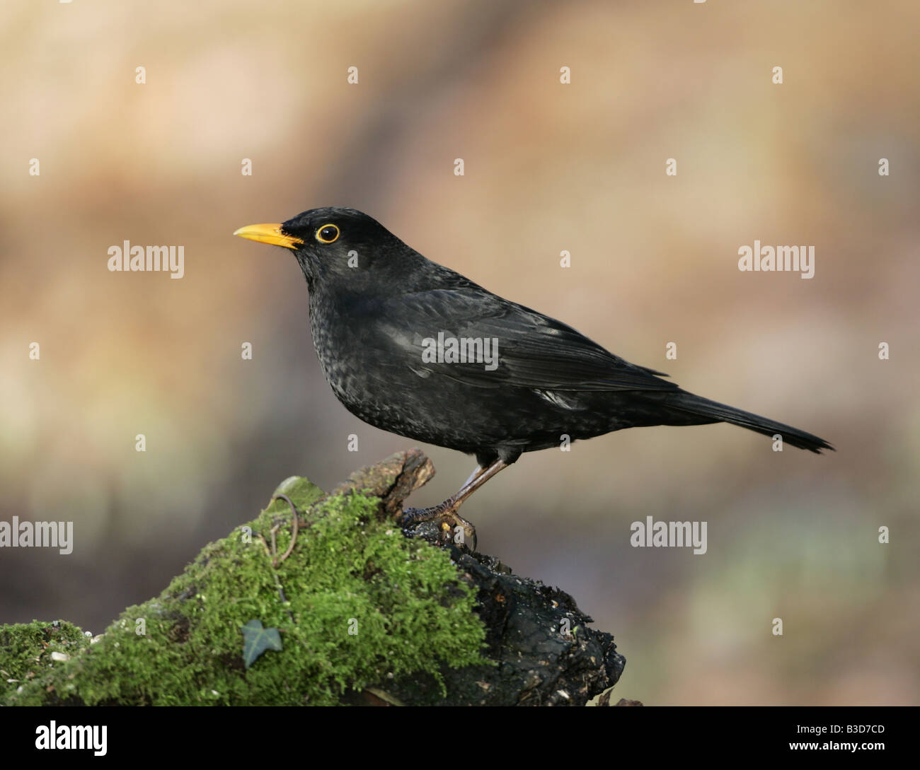 Europäische Amsel-Männchen auf Moos bedeckt log Stockfoto