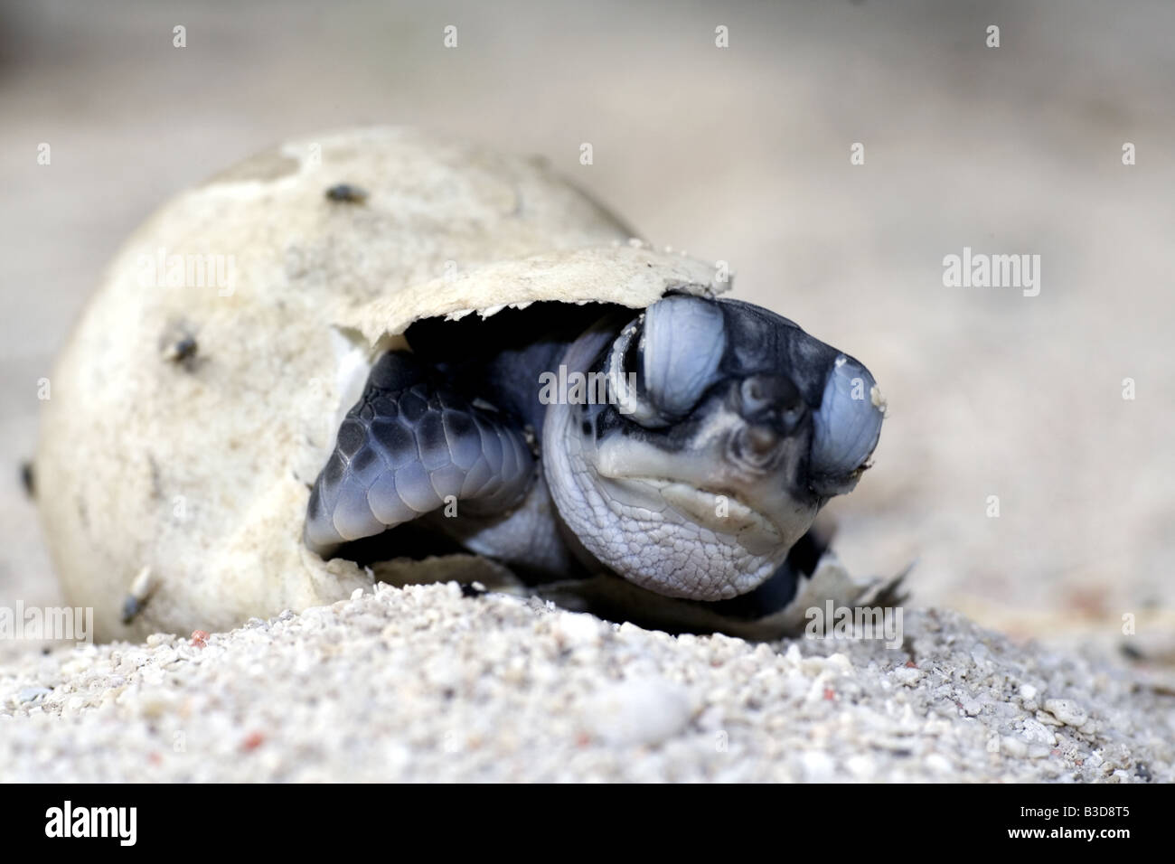 Baby-Schildkröte kriechen aus seinem Ei am Strand Stockfoto