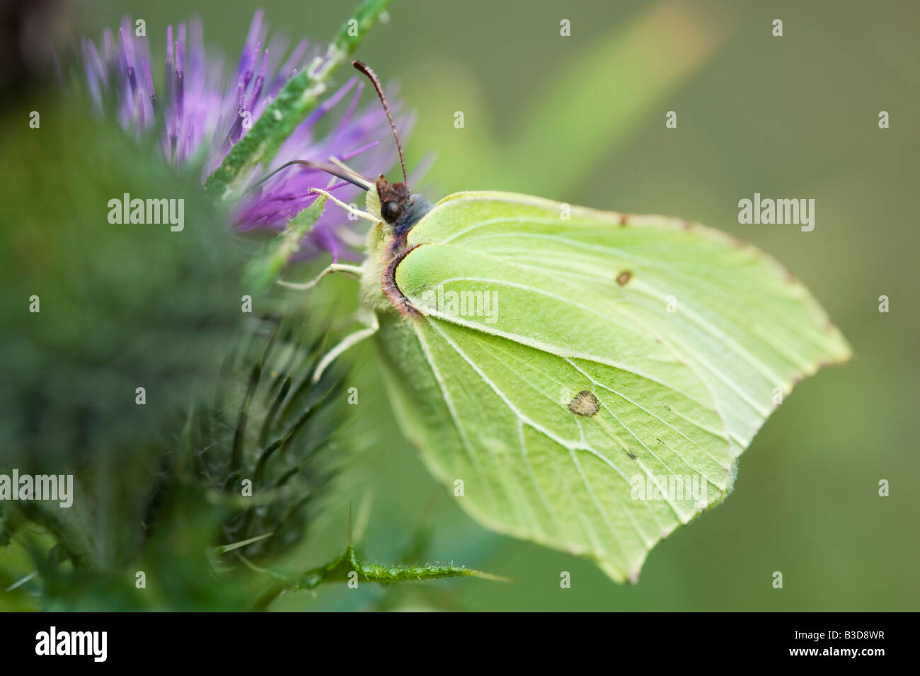 Gonepteryx Rhamni. Brimstone Schmetterling Fütterung auf einer Distel. UK Stockfoto