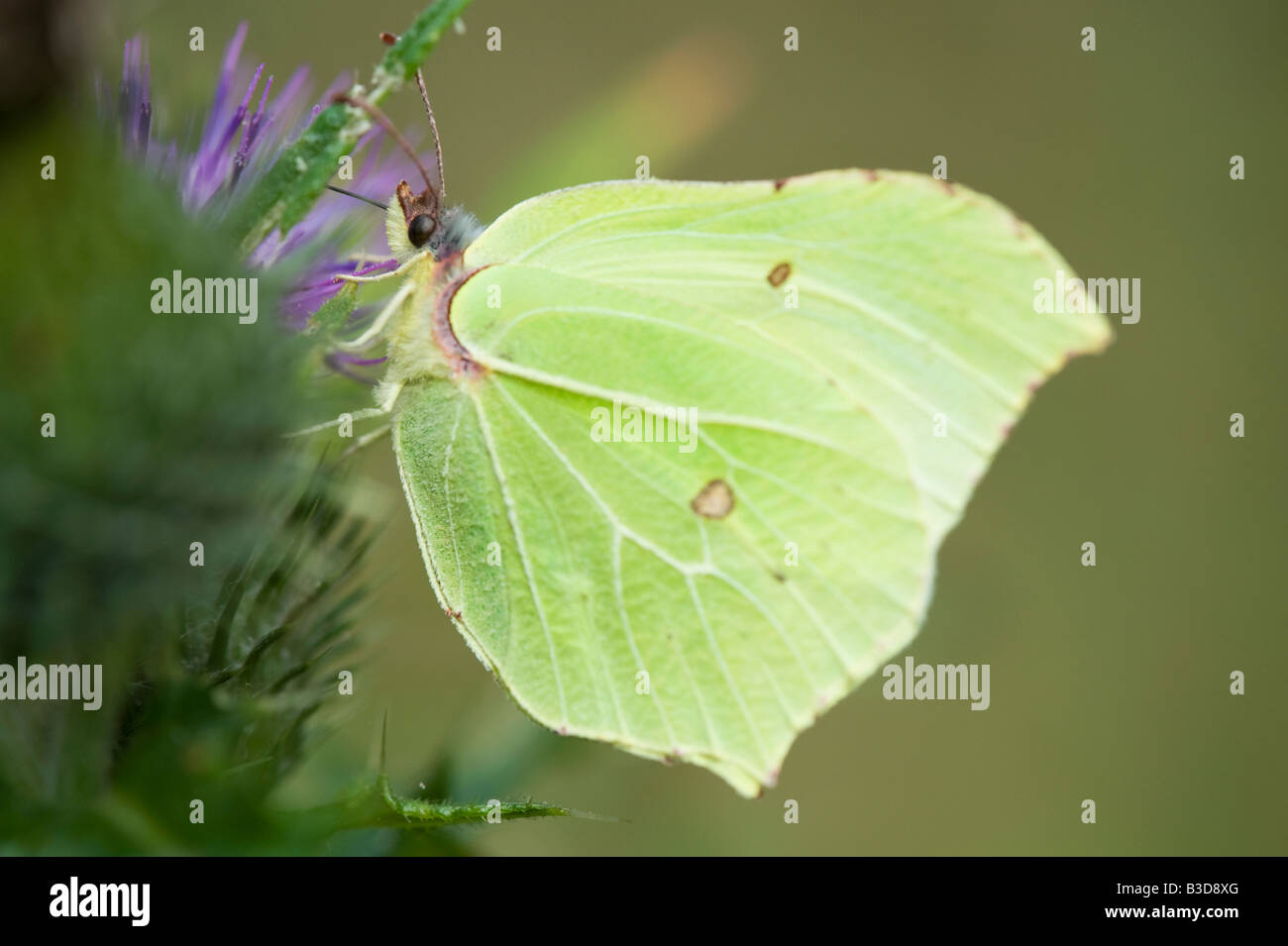 Gonepteryx Rhamni. Brimstone Schmetterling Fütterung auf einer Distel. UK Stockfoto