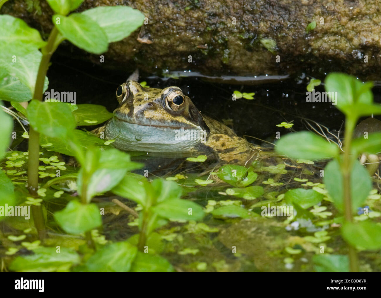 Eine männliche gemeinsame Frosch Rana Temporaria in einem Süßwasser-Tierwelt-Teich Stockfoto