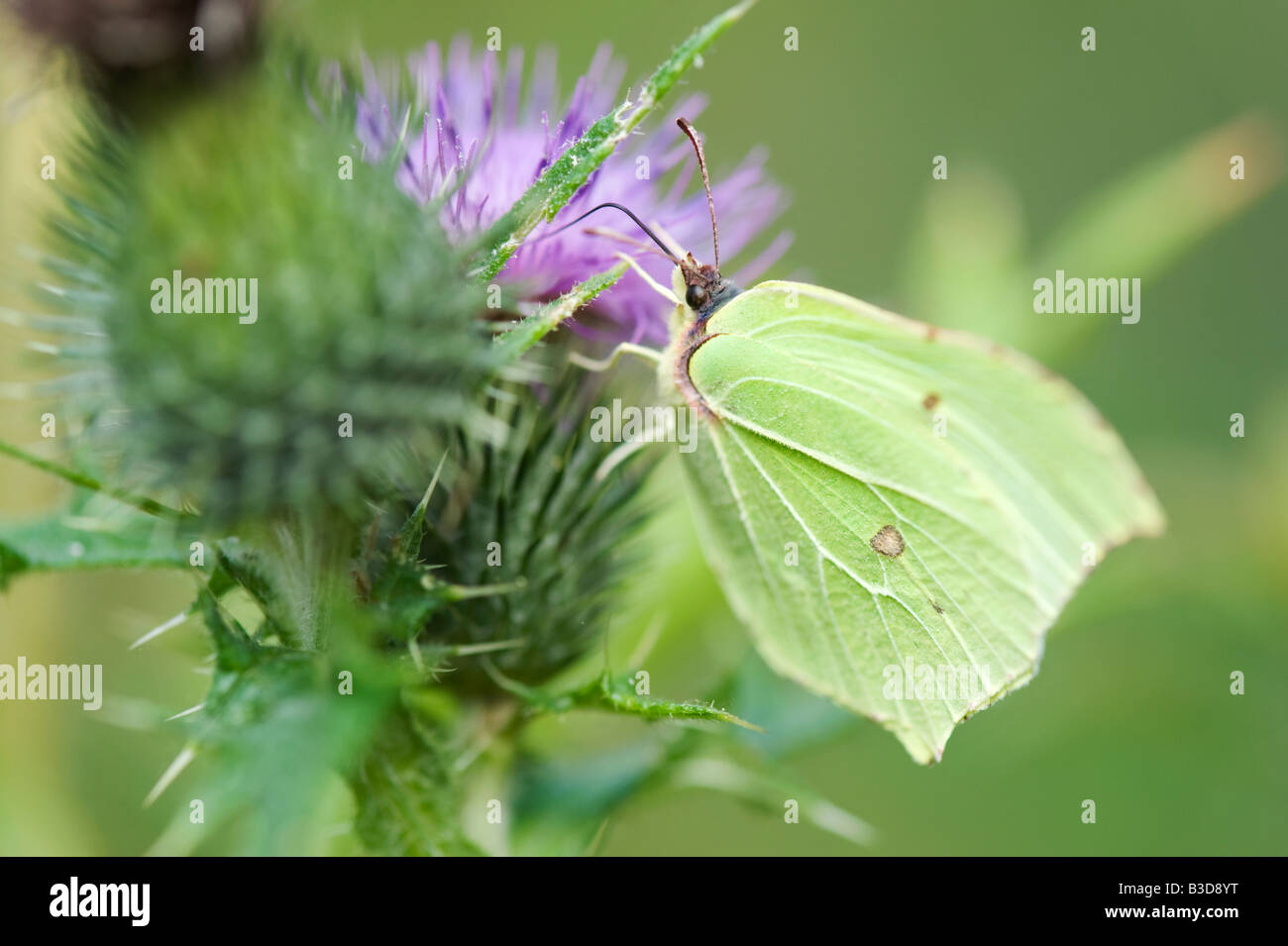 Gonepteryx Rhamni. Brimstone Schmetterling Fütterung auf einer Distel. UK Stockfoto