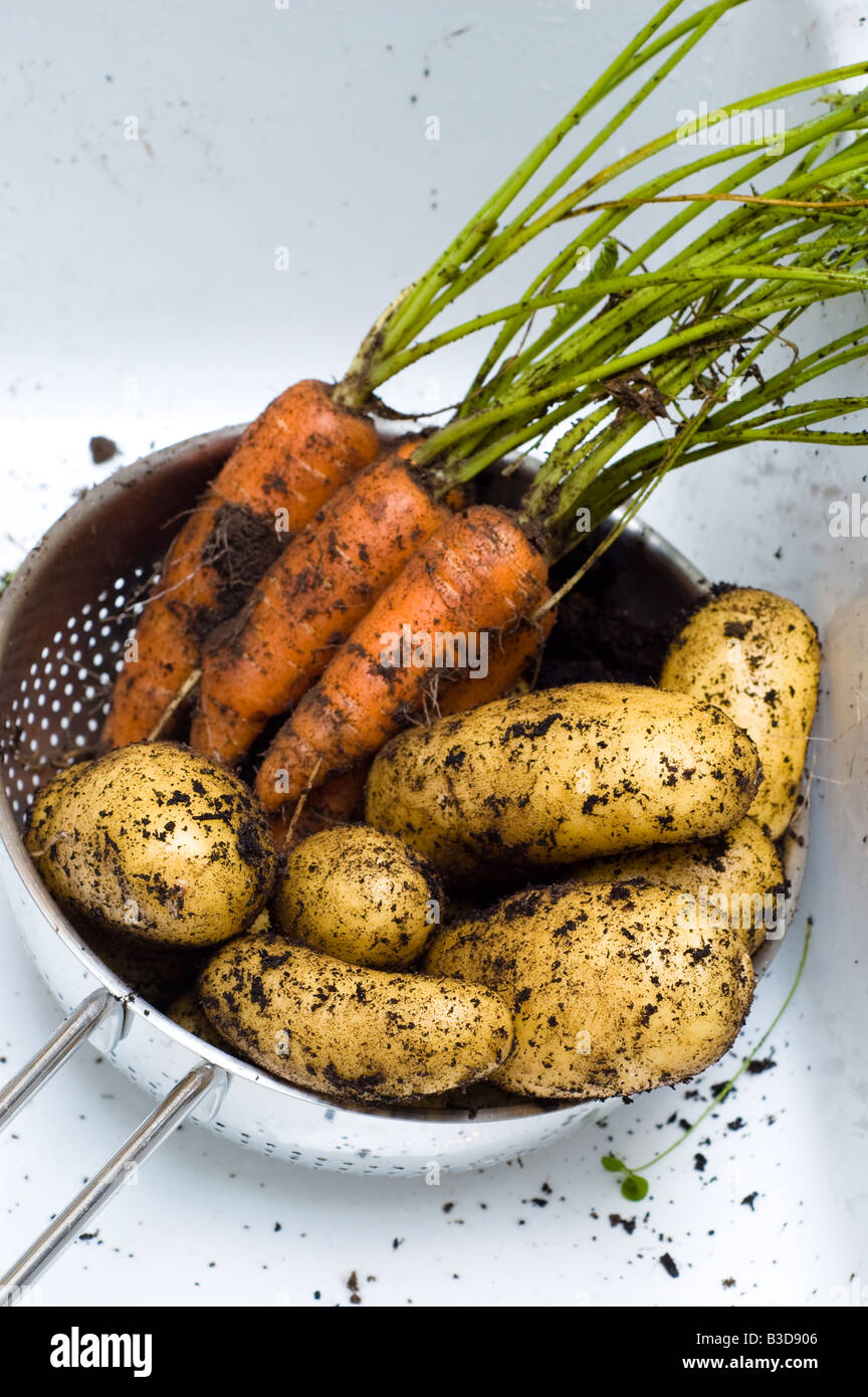 Frisch gegraben nach Hause angebautes Gemüse Kartoffeln und Karotten Stockfoto