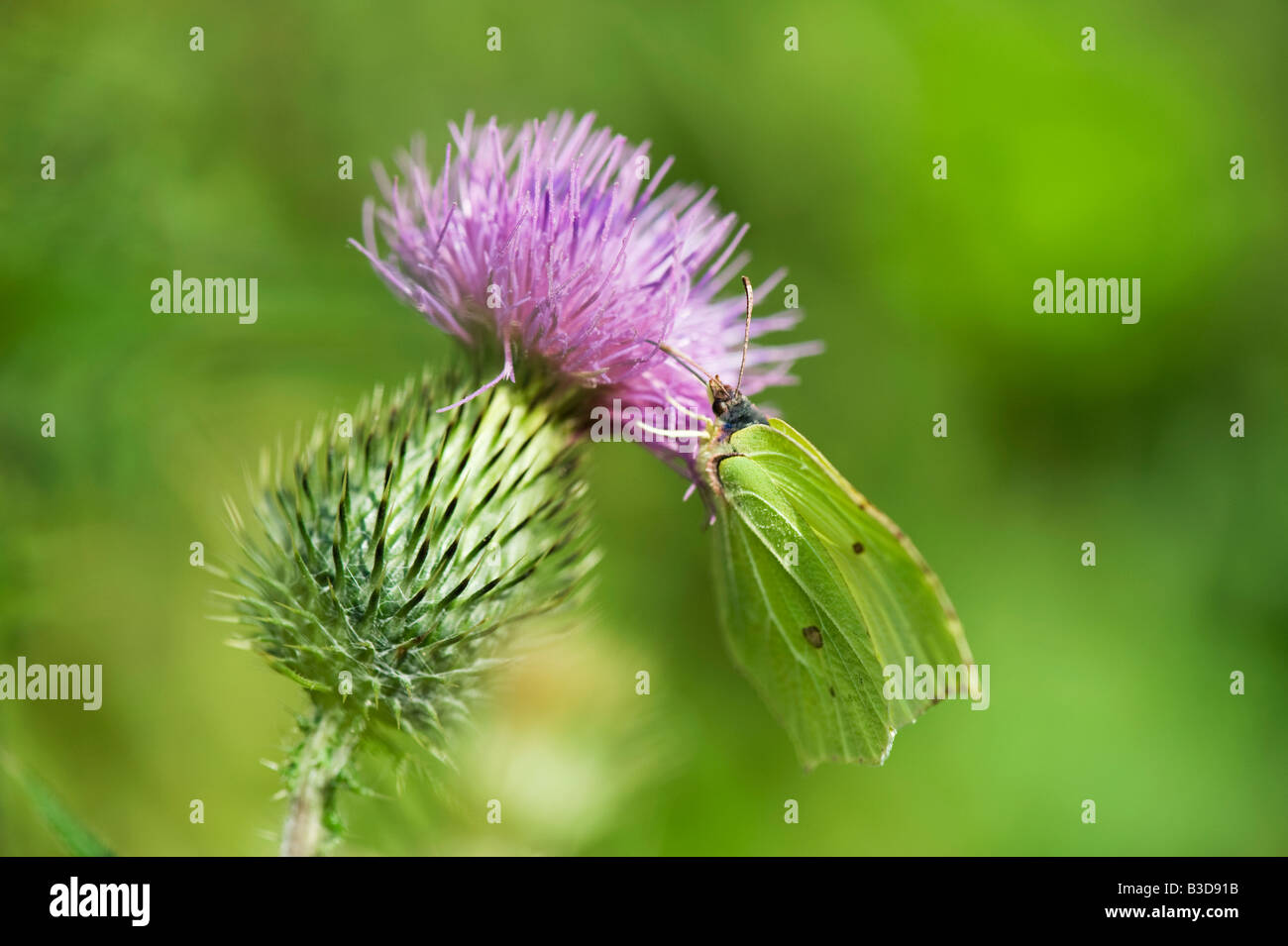 Gonepteryx Rhamni. Brimstone Schmetterling Fütterung auf einer Distel. UK Stockfoto