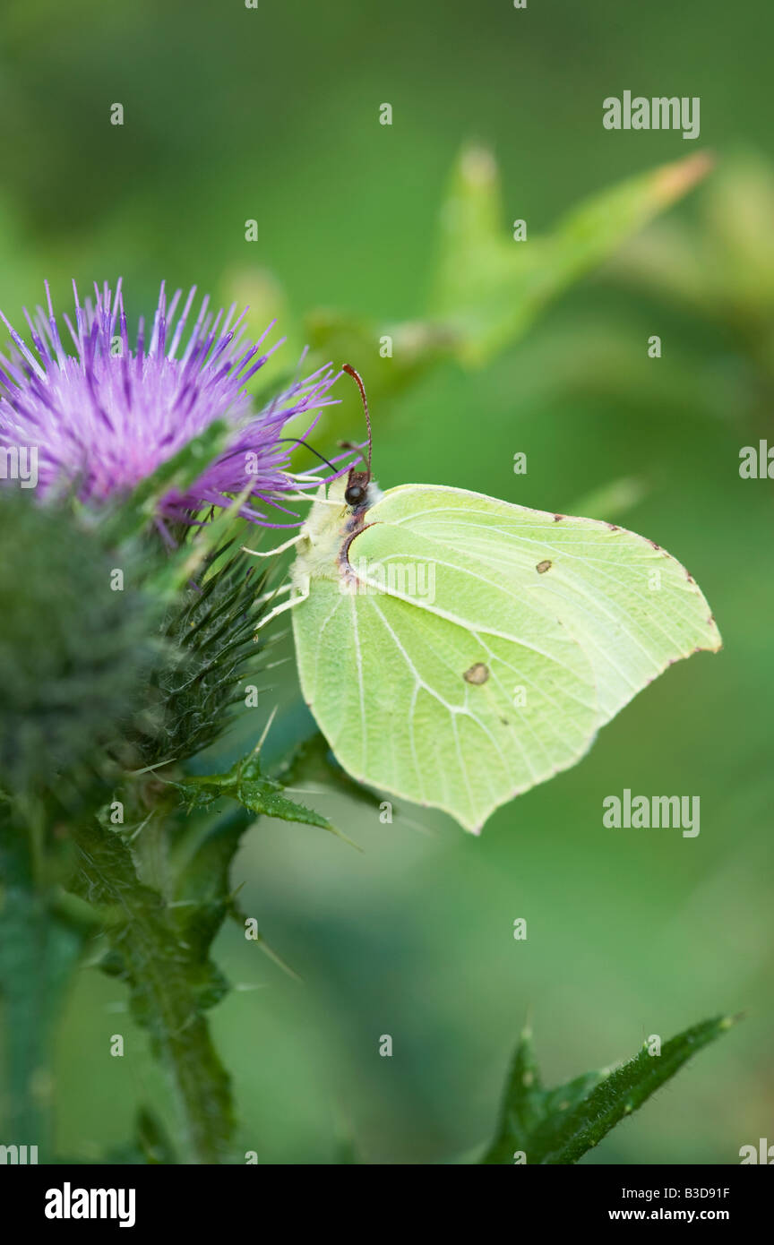 Gonepteryx Rhamni. Brimstone Schmetterling Fütterung auf einer Distel. UK Stockfoto