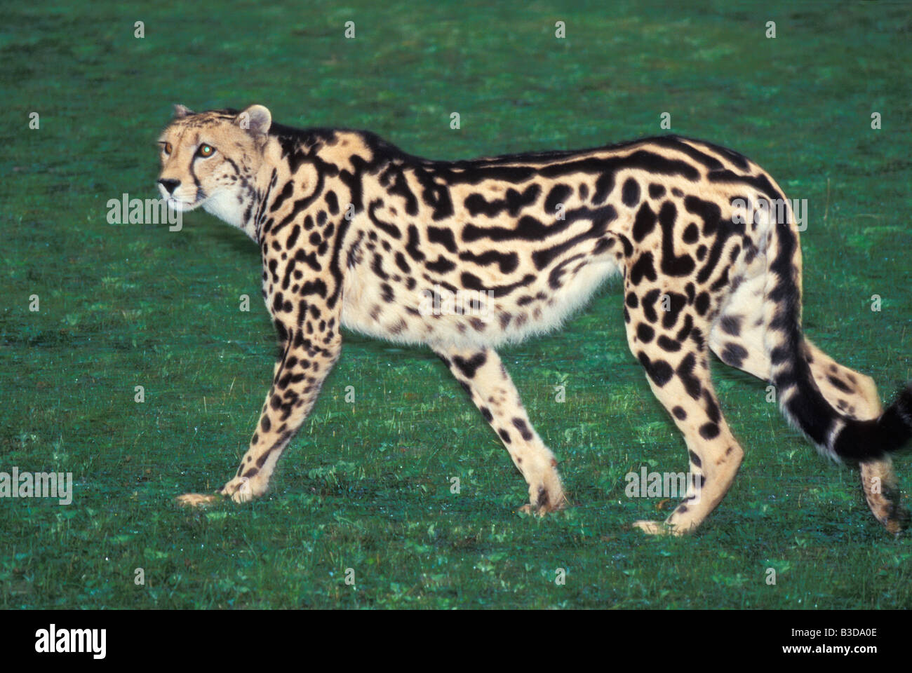 Guepard royal King Cheetah zu Fuß Acinonyx Jubatus Rex Acinonyx Acinonyx Jubatus Rex Erwachsene Erwachsene Tier Aggression Wachheit eine Stockfoto