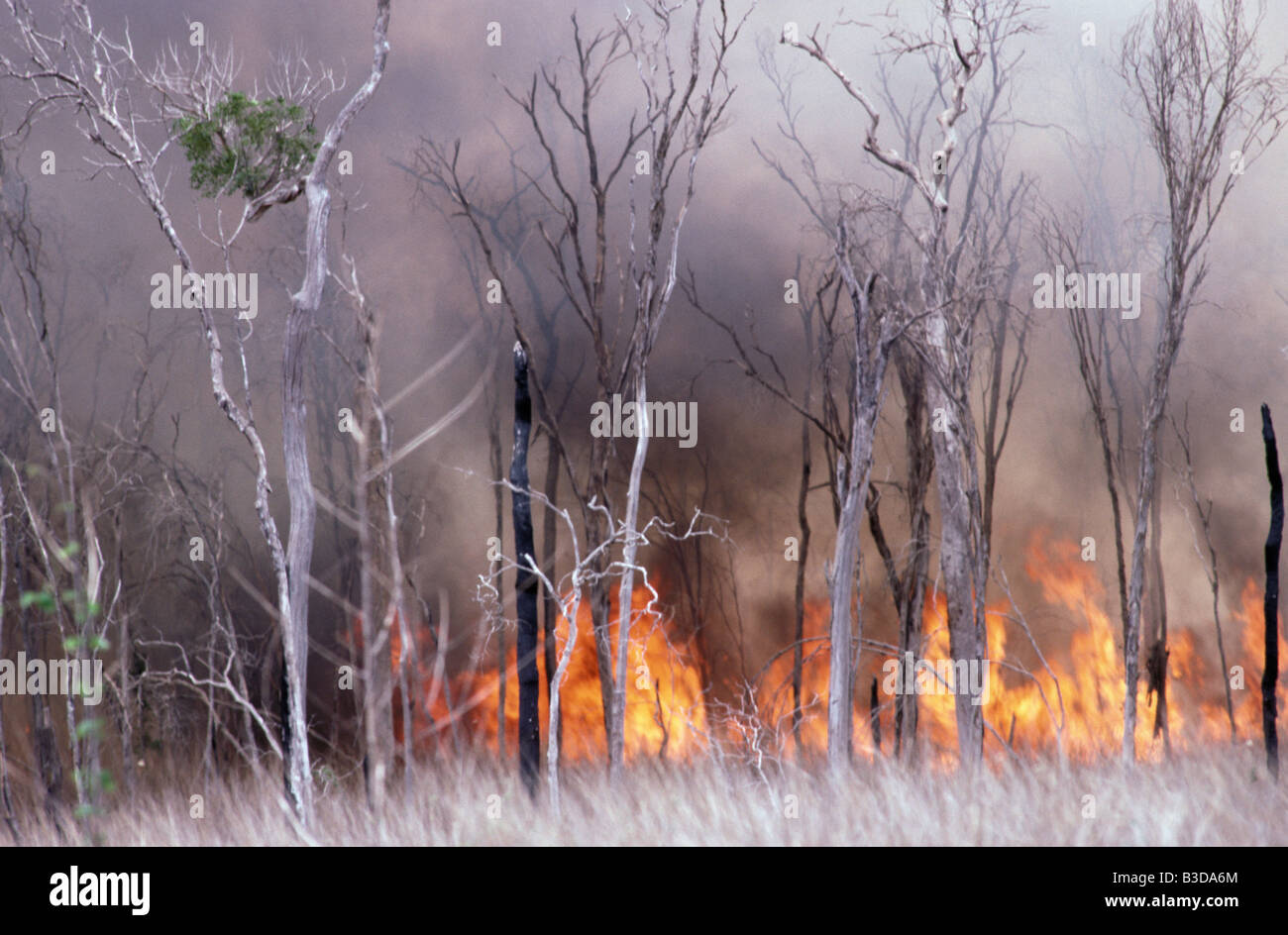 Feu de Wäldern Waldbrand brennen Sud Süden Madagaskars Afrika afrikanische blaze lodernden brennen brannte brennenden Verbrennungen Feuersbrunst dama Stockfoto