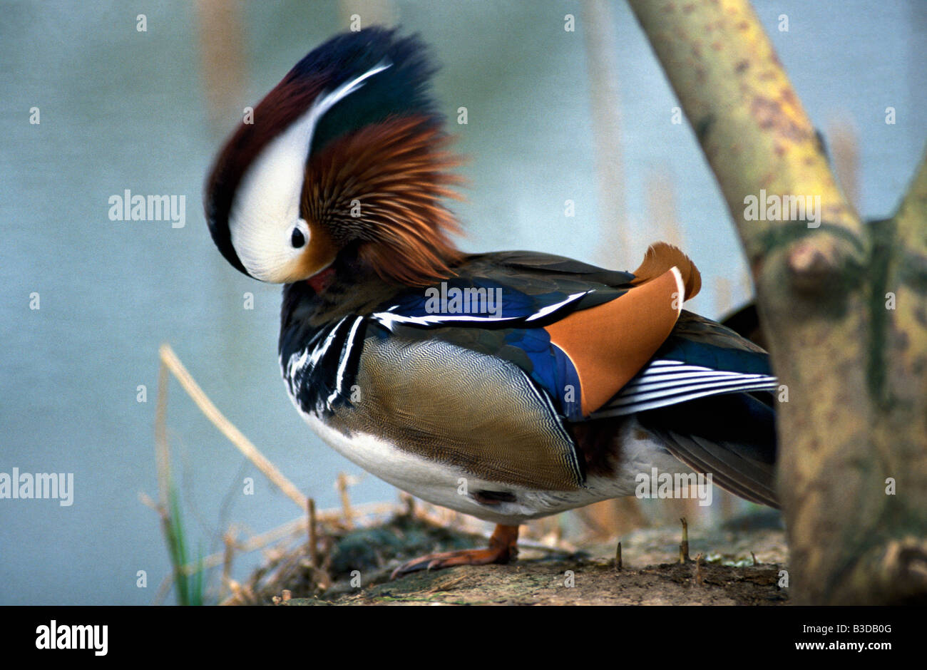 Canard Mandarinente Aix Galericulata Anatidae Anseriformes Ente Mandarin Tier aquatische Aves Vogel Vögel Fleischfresser carni Stockfoto