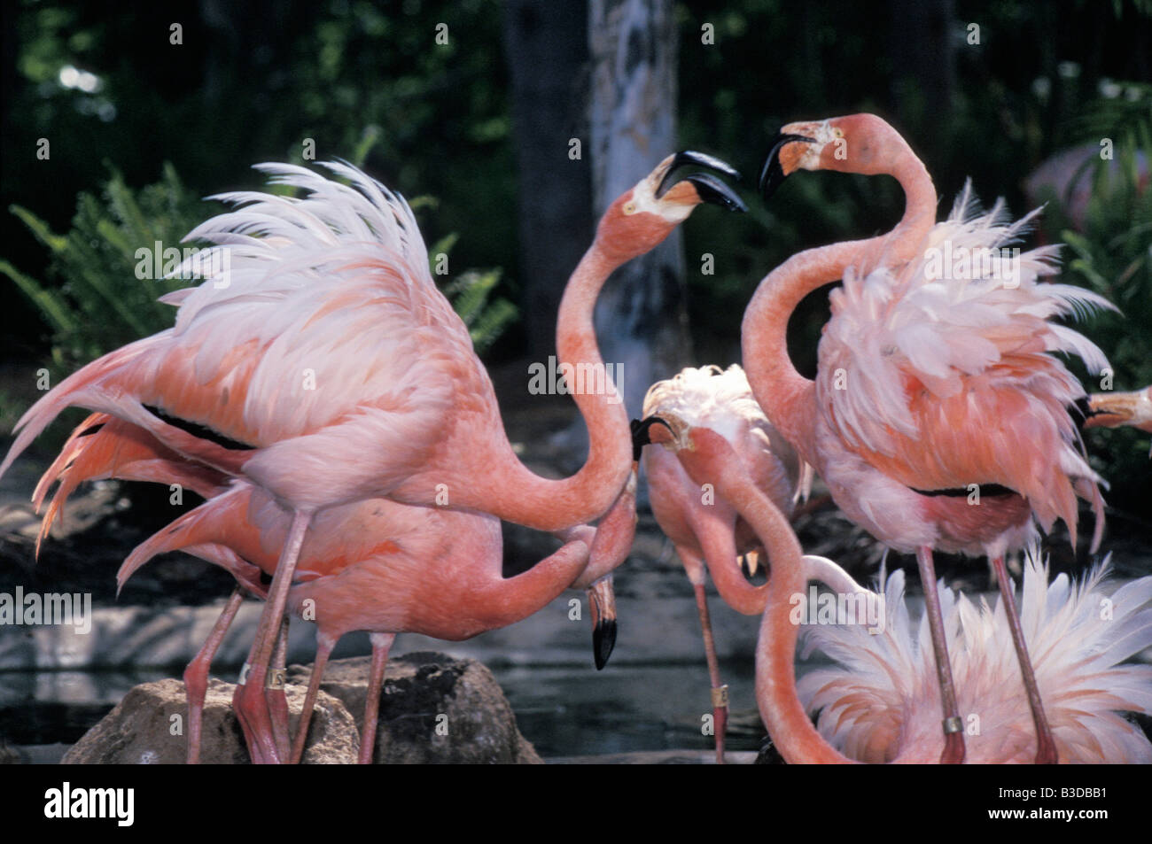 Flamant rose Kuba Flamingo Phoenicopterus Ruber Ruber Display Tier Tiere Vogel Vögel Flamingo Flamingos Sozialverhalten Quar Stockfoto