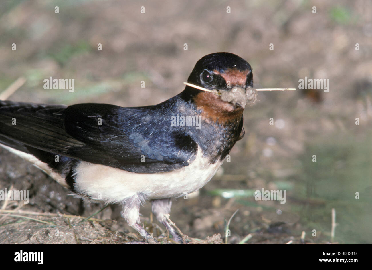 Hirondelle Rustique Rauchschwalbe Rauchschwalbe Hirundo Rustica Erwachsenen ebenfalls Verschachtelung materielle Aves Verhalten Tierverhalten Stockfoto