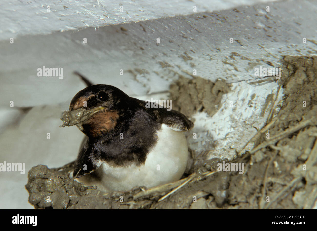 Hirondelle Rustique Rauchschwalbe Rauchschwalbe Hirundo Rustica Erwachsenen bauen ihr Nest Nestbau Nester Nistplaetze Nistplatz Rauc Stockfoto