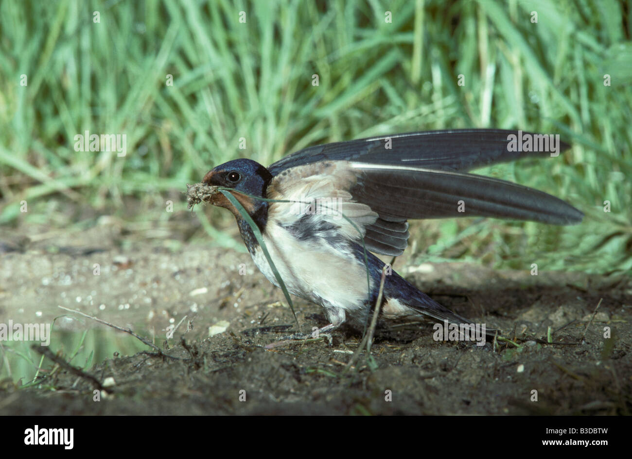 Hirondelle Rustique Rauchschwalbe Rauchschwalbe Hirundo Rustica Erwachsenen ebenfalls Verschachtelung materielle Aves Verhalten Tierverhalten Stockfoto