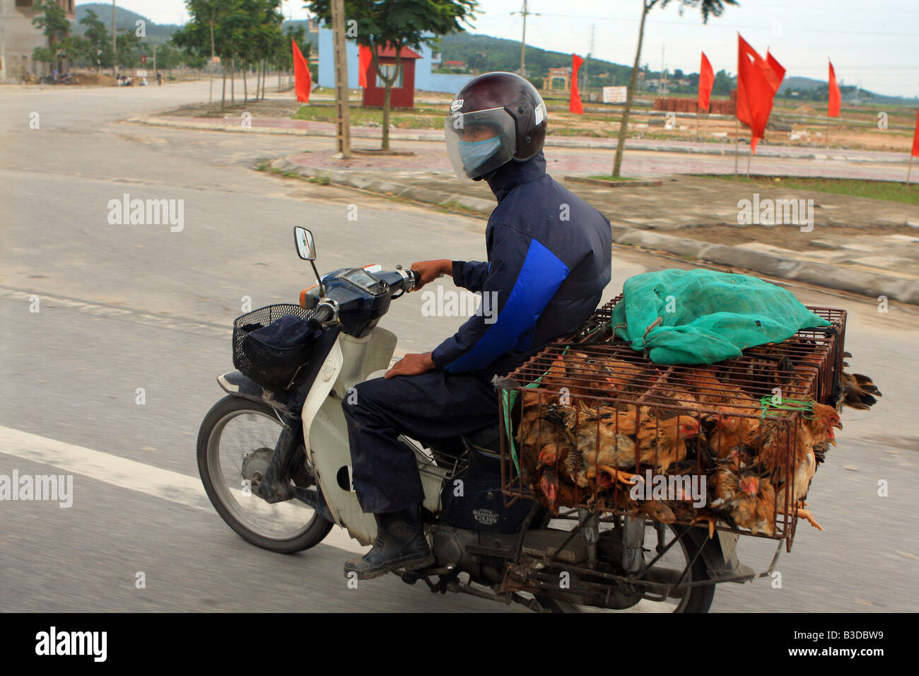 Person Reiten ein Moped mit Käfig Hühner auf dem lokalen Markt in Hanoi, Vietnam, Asien Stockfoto