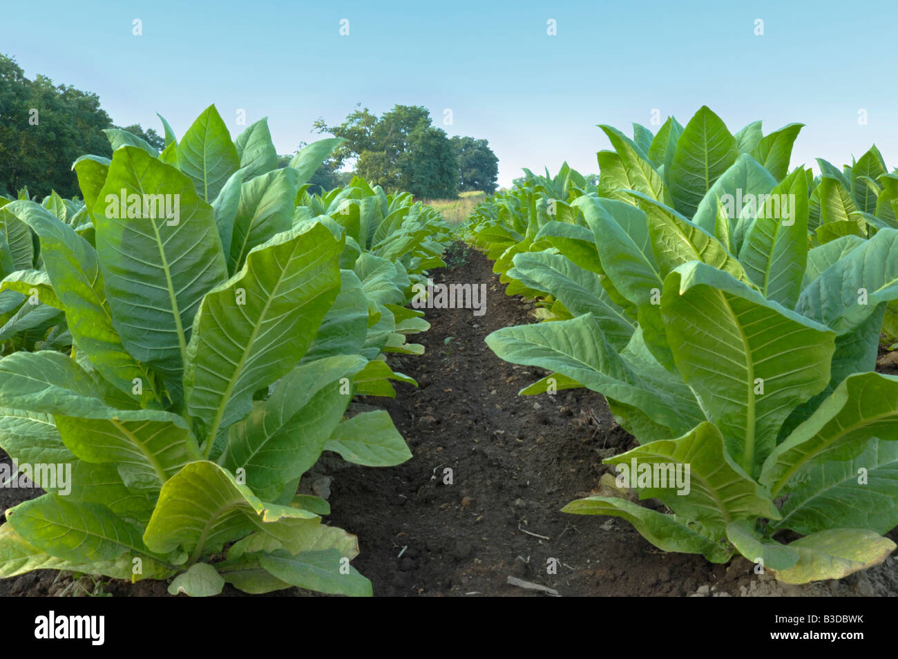 Burley tobacco leaves Fotos und Bildmaterial in hoher Auflösung Alamy