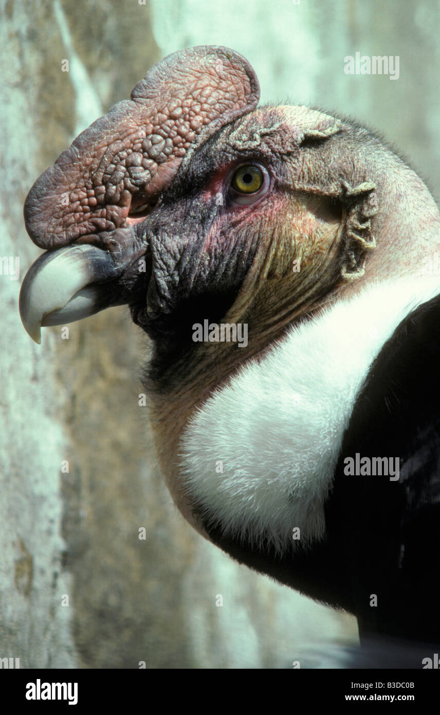 Porträt der Andenkondor Erwachsenen Vultur Kondor Erwachsene Erwachsene allein Anden-Kondor Vultur Kondor Anden-Kondor Vultur Gryp Condor Stockfoto