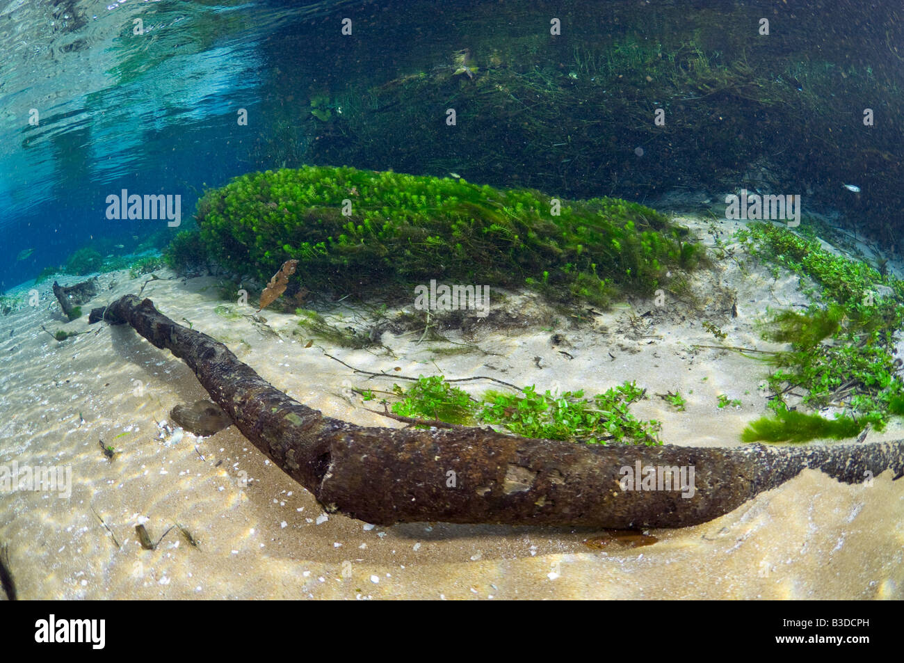 Kristallklaren Fluss in einer Region des Mato Grosso do Sul, Brasilien Stockfoto