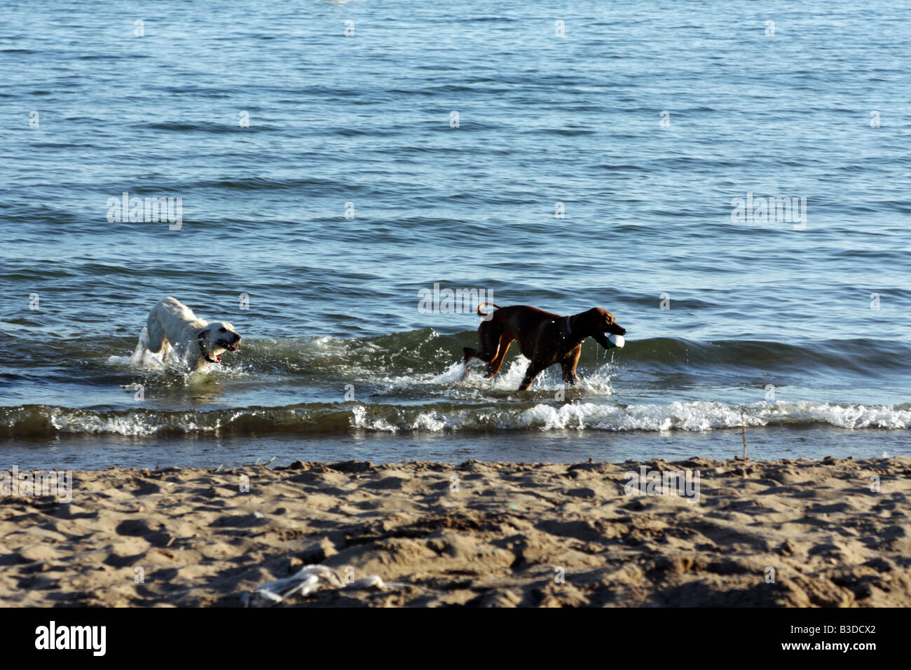 Hund jagt einander am Strand Stockfoto