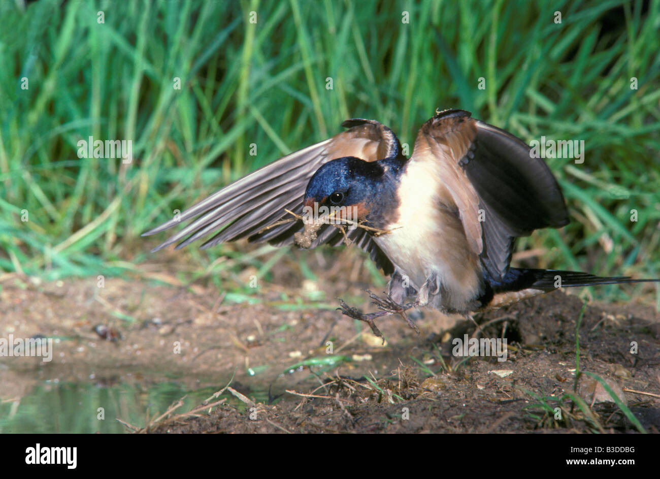 Hirondelle Rustique Rauchschwalbe Rauchschwalbe Hirundo Rustica Erwachsenen ebenfalls Verschachtelung materielle Aves Verhalten Tierverhalten Stockfoto