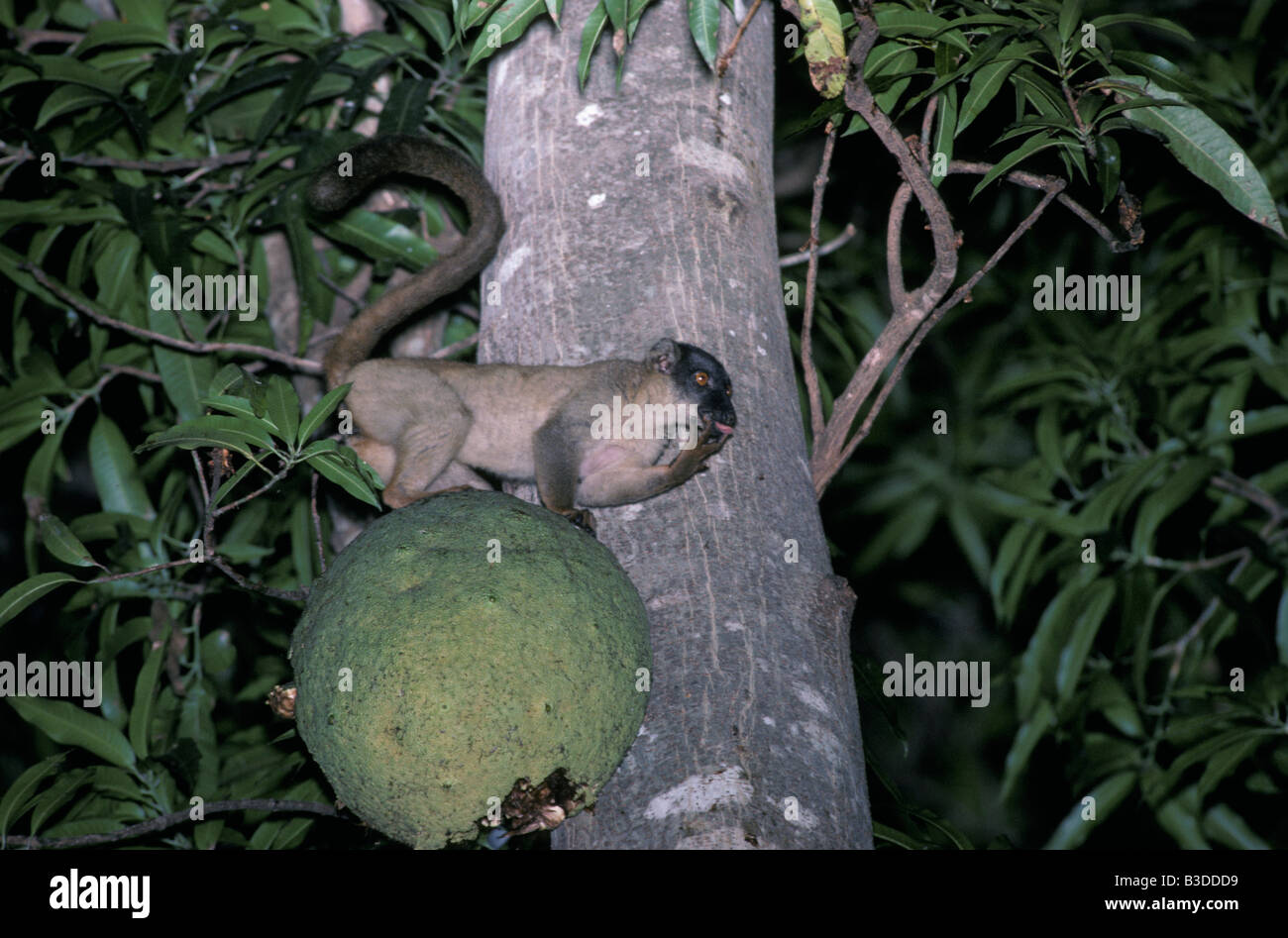 Lemur Lemur Fulvus auf einen Buben Obst Aktion Aktionen allein gekauft Boughts Zweig Zweige braun Lemur Eulemur Fulvus brauner Lemuren E Stockfoto