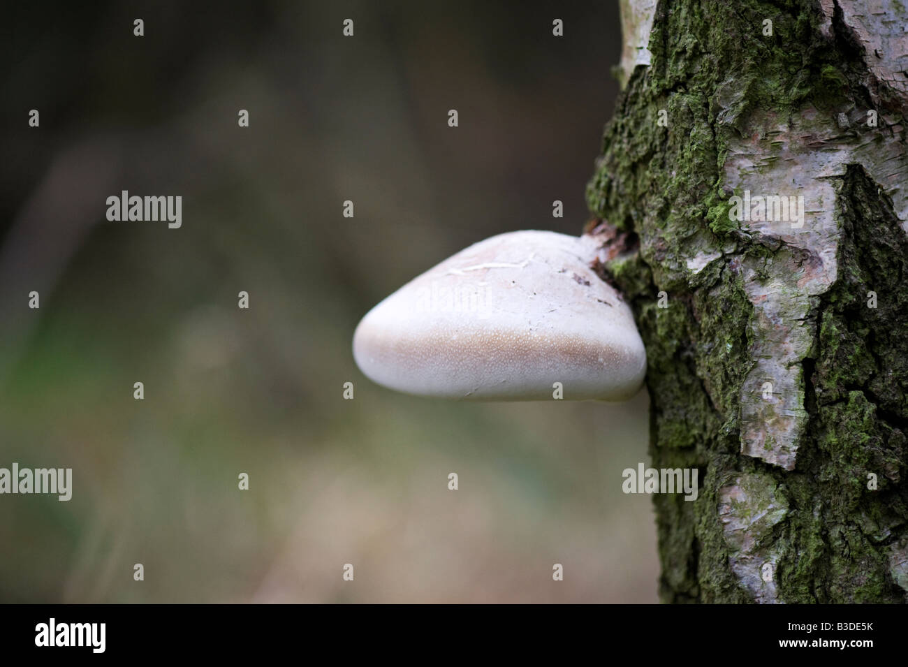 Piptoporus Betulinus. Birken Sie-Halterung Pilze an einem Baumstamm Silver Birch. UK Stockfoto