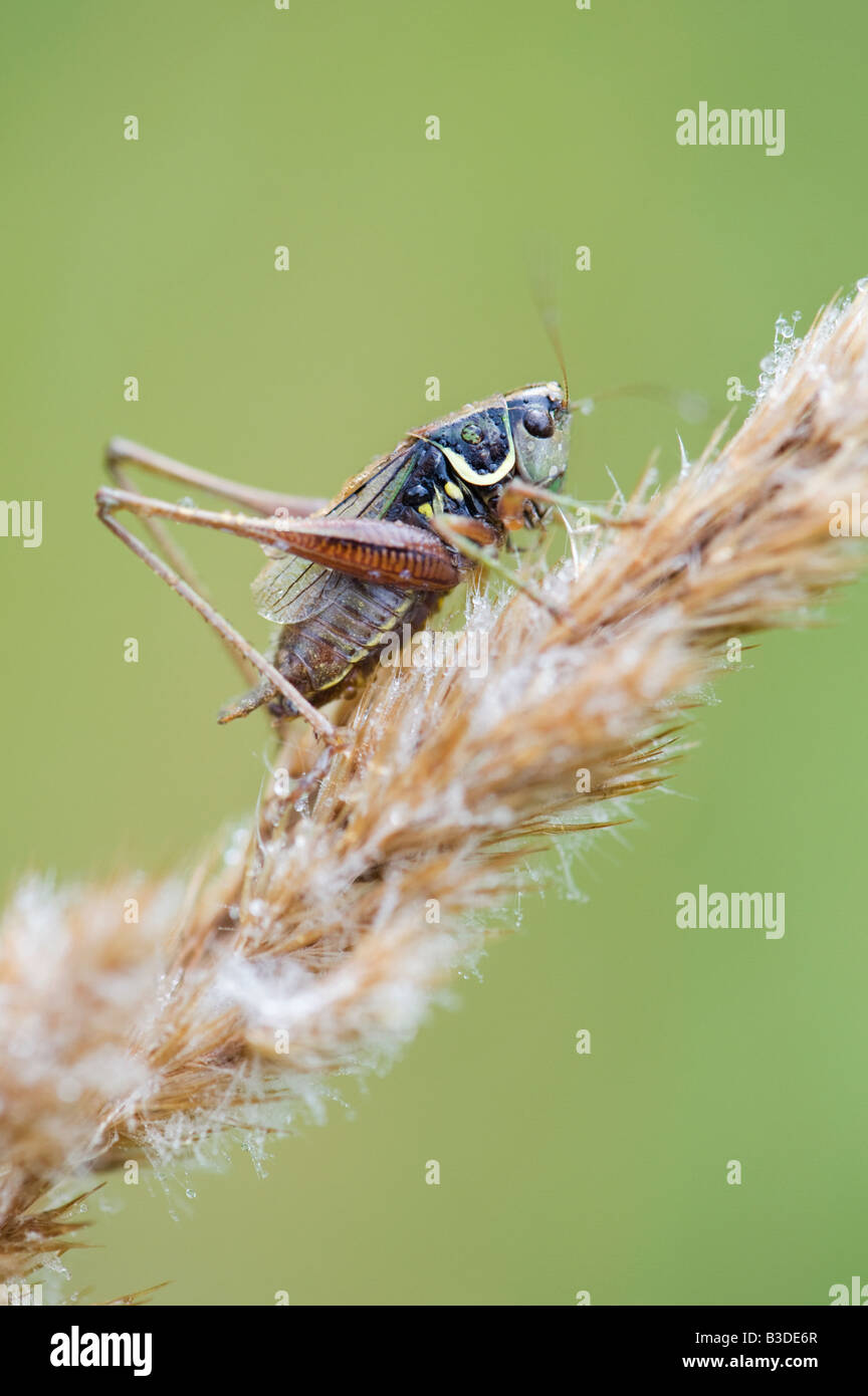 Metrioptera Roeselii. Roesels Bush-Cricket auf nassem Rasen Blütenstand Stockfoto