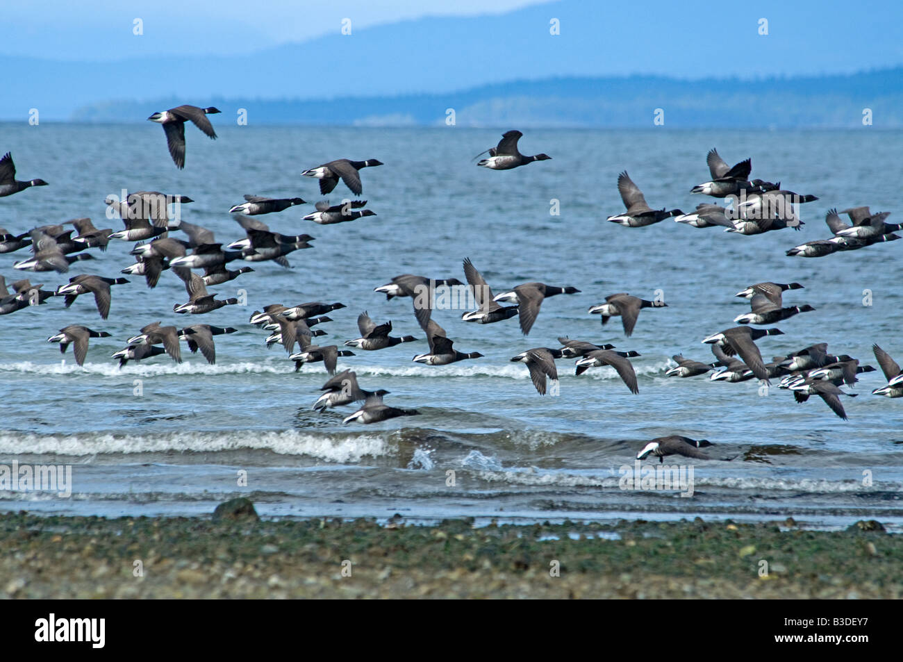 Brant Gänse auf ihren Frühling Nahrungsgründe vor der Migration von Norden nach Alaska zu züchten Stockfoto