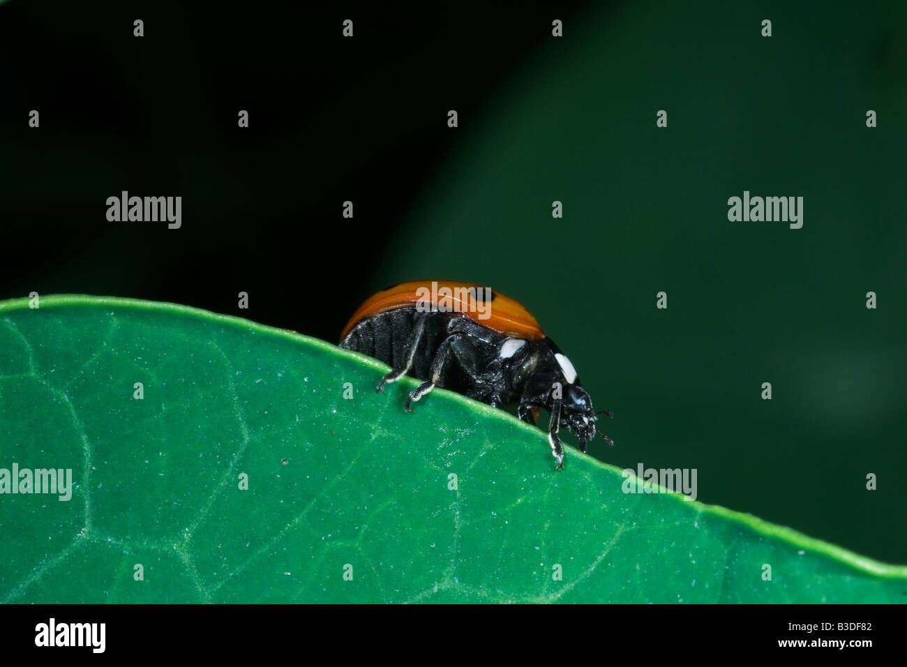 Sieben-Punkt-Marienkäfer Coccinella 7-Trommler auf Kapuzinerkresse Blatt. UK Stockfoto