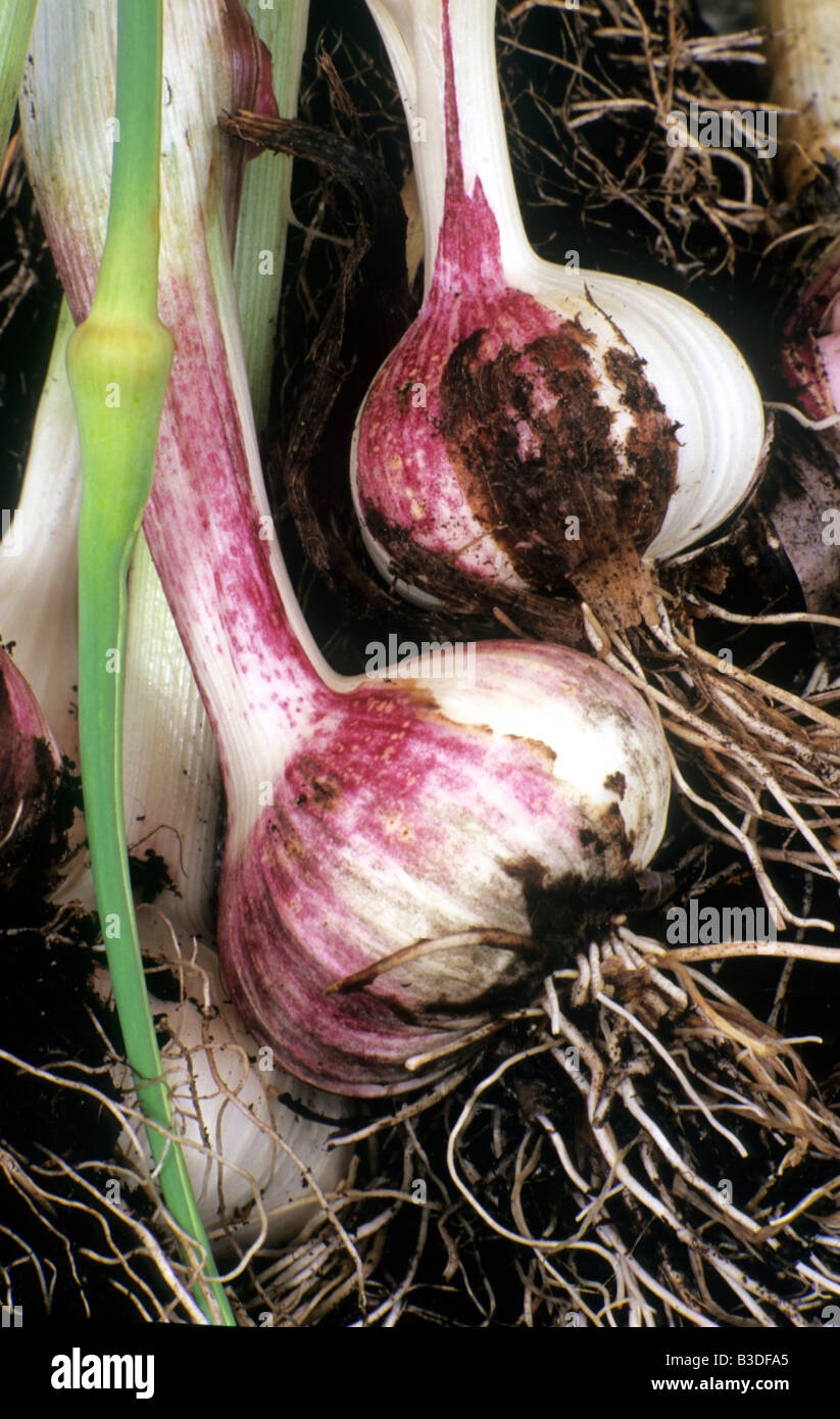 "Iberische Wight" Pflanze Wurzel Gemüse Knoblaucharoma aromatisieren kulinarische Kochen Knoblauchzehen gesunde Ernährung Ergänzung Gartenpflanze Stockfoto