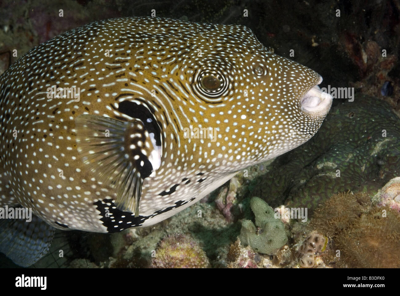 Kugelfisch an einem Korallenriff unter Wasser Stockfoto