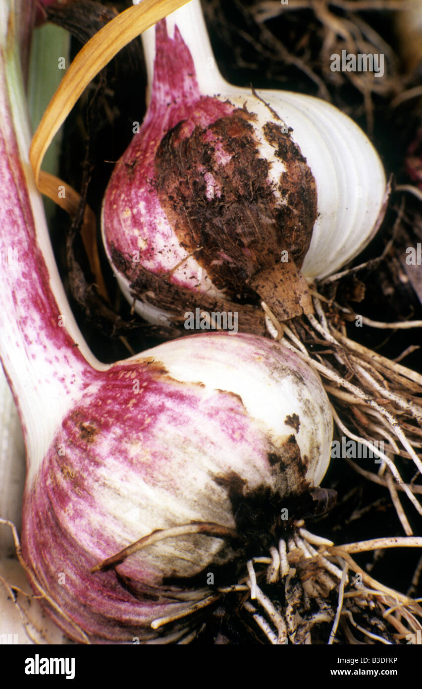 "Iberische Wight" Pflanze Wurzel Gemüse Knoblaucharoma aromatisieren kulinarische Kochen Knoblauchzehen gesunde Ernährung Ergänzung Gartenpflanze Stockfoto