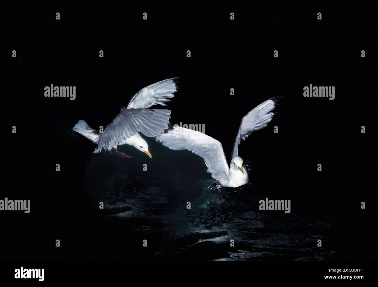 Mouette Tridactyle Dreizehenmoewe Kittiwake Rissa Tridactyla Tiere Aves Vögel Auwälder Dreizehen Moewen Dreizehenmoewe Stockfoto