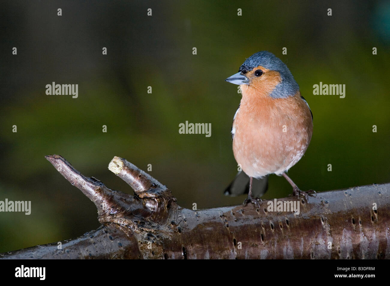 Männlichen Buchfinken auf einem Ast Stockfoto