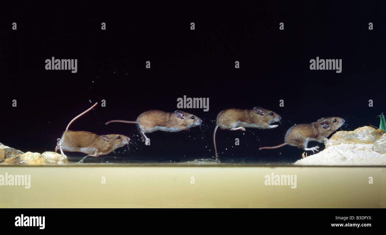 Mulot Sylvestre Waldmaus Apodemus Sylvaticus Rattus Indoor innen innen isoliert Isolierung einsam Säugetier Murid Mouriden NAC No Stockfoto