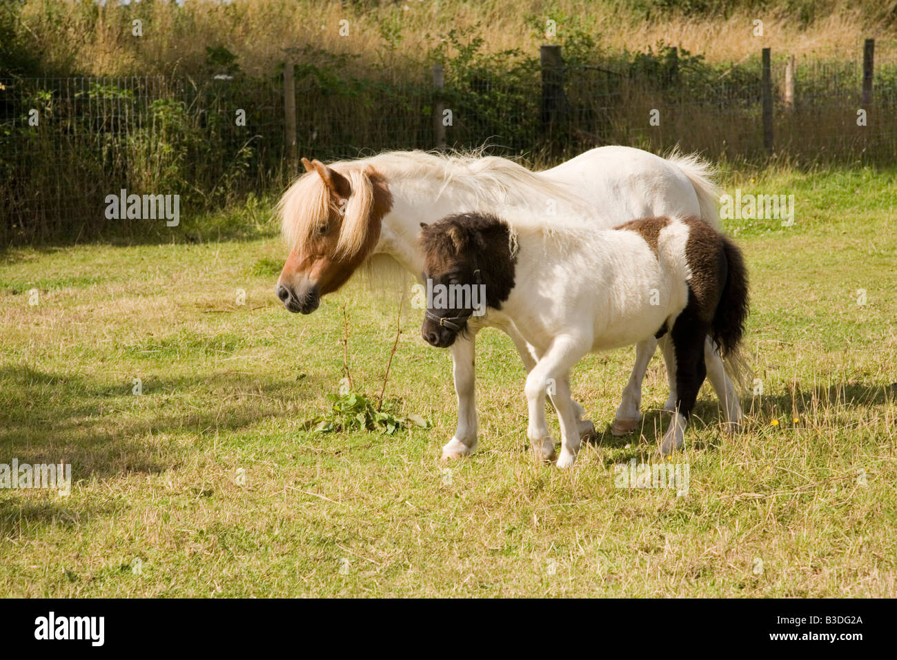 Stute und Fohlen Shetlandponys zu Fuß in ein Feld Stockfoto