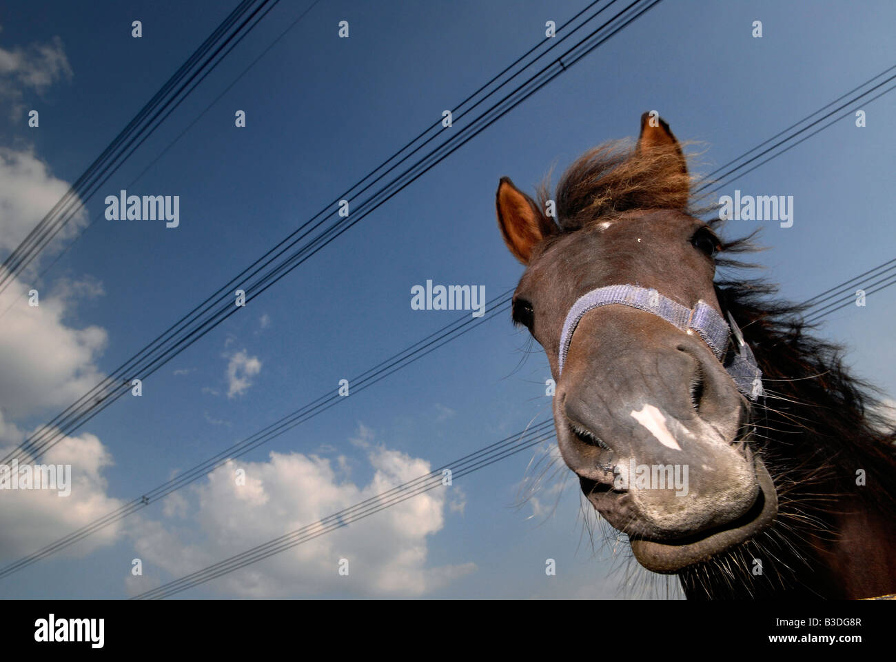 Ein Pferd sieht in die Kamera draußen Fawley Kraftwerk in Fawley, New Forest, Hampshire, England Stockfoto