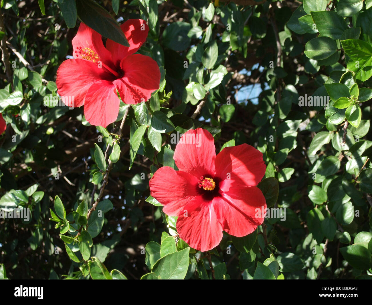 Rote Hibiskusblüten, Rosemallow, Stockfoto