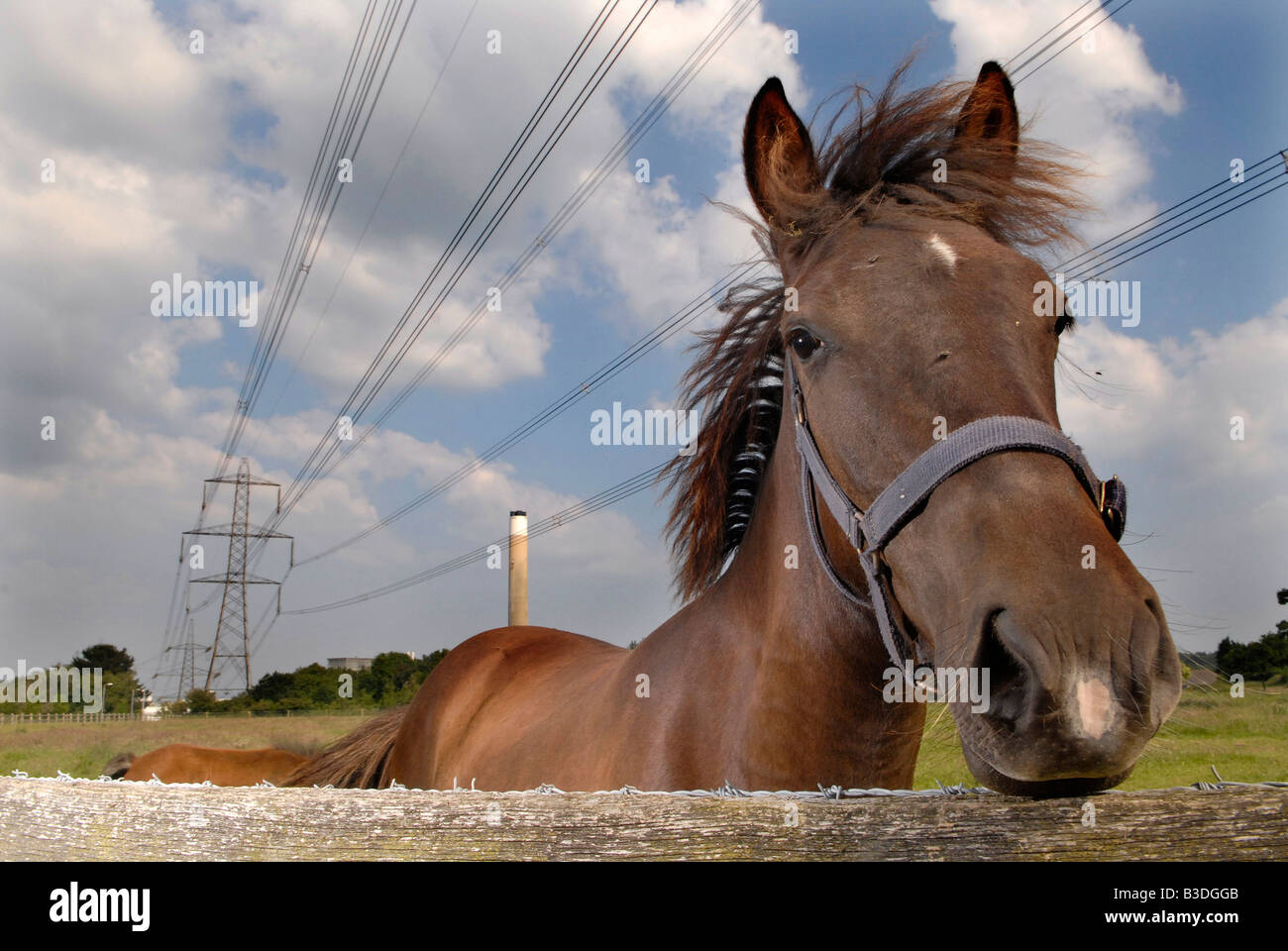 Ein Pferd sieht in die Kamera draußen Fawley Kraftwerk in Fawley, New Forest, Hampshire, England Stockfoto