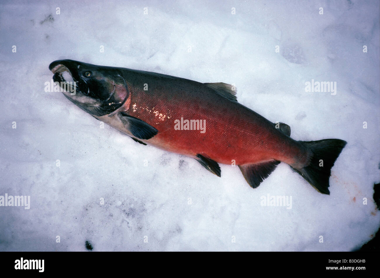 Saumon Rouge Chilkat River im Winter Haines NW Alaska USA Amerika zurück Körper des Wassers Zucht Mantel Mäntel Zucht Zucht Leber Stockfoto
