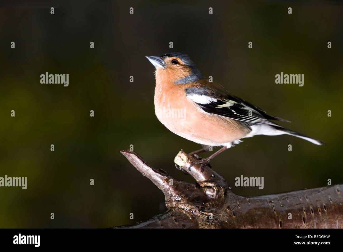 Männlichen Buchfinken auf einem Ast Stockfoto