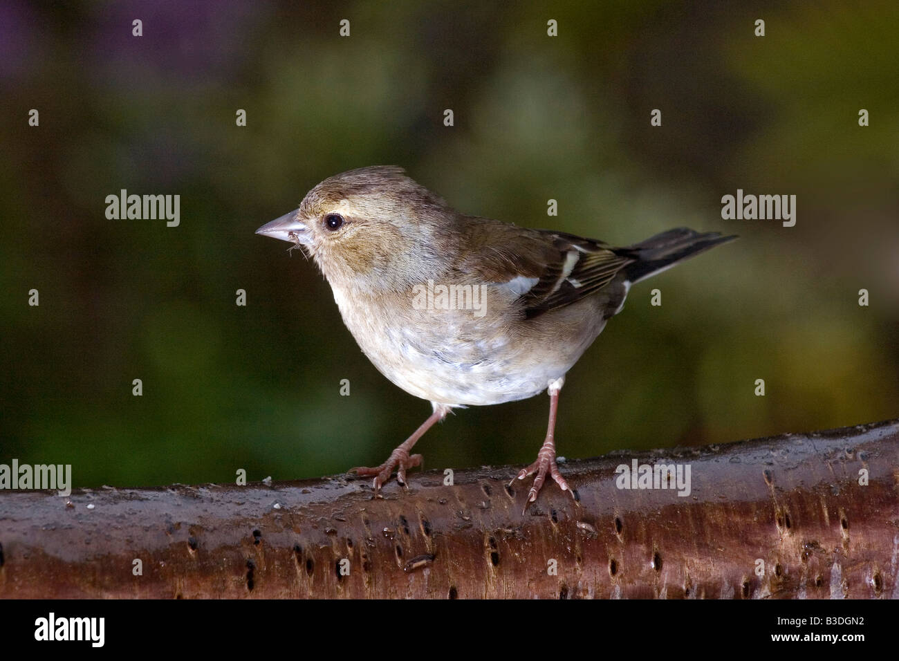 Weibliche Buchfink auf einem Ast Stockfoto