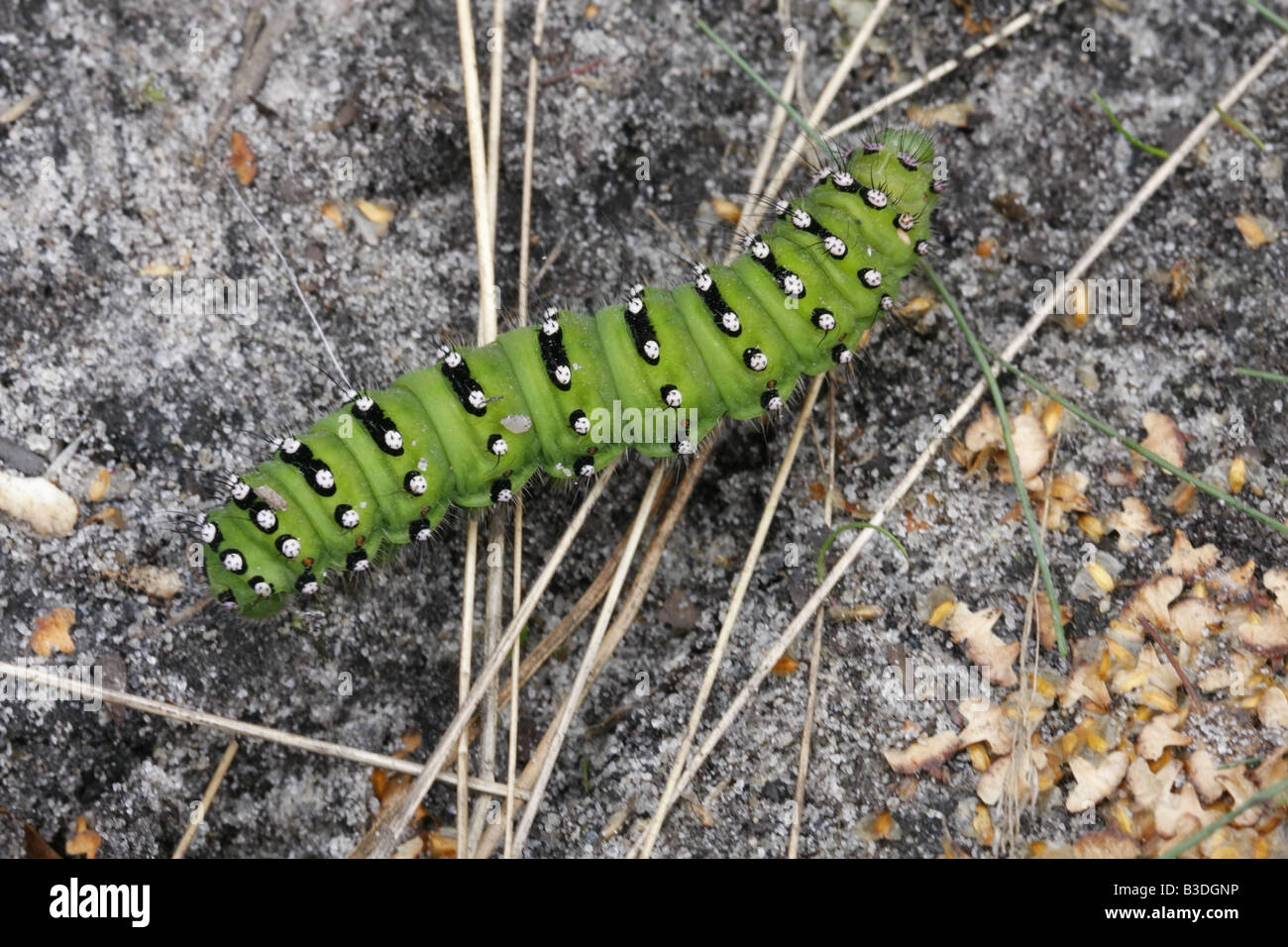 Kaiser-Falter-Raupe Stockfoto