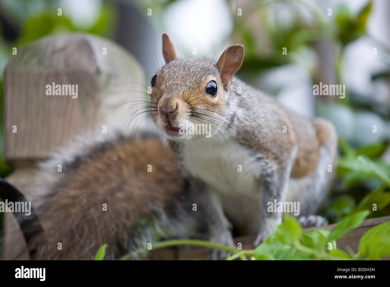 Graue Eichhörnchen auf einem Gartenzaun Stockfoto