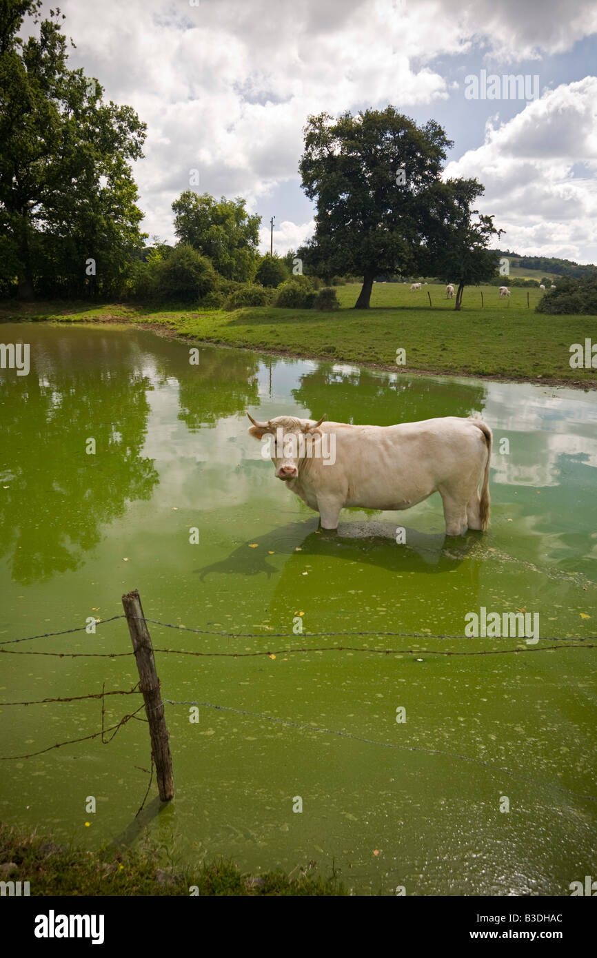 Charolais Kuh (Bos Taurus Domesticus) Auffrischung selbst in einem Teich (Frankreich). Charolaise Se Rafraîchissant Dans Une Mare. Frankreich Stockfoto