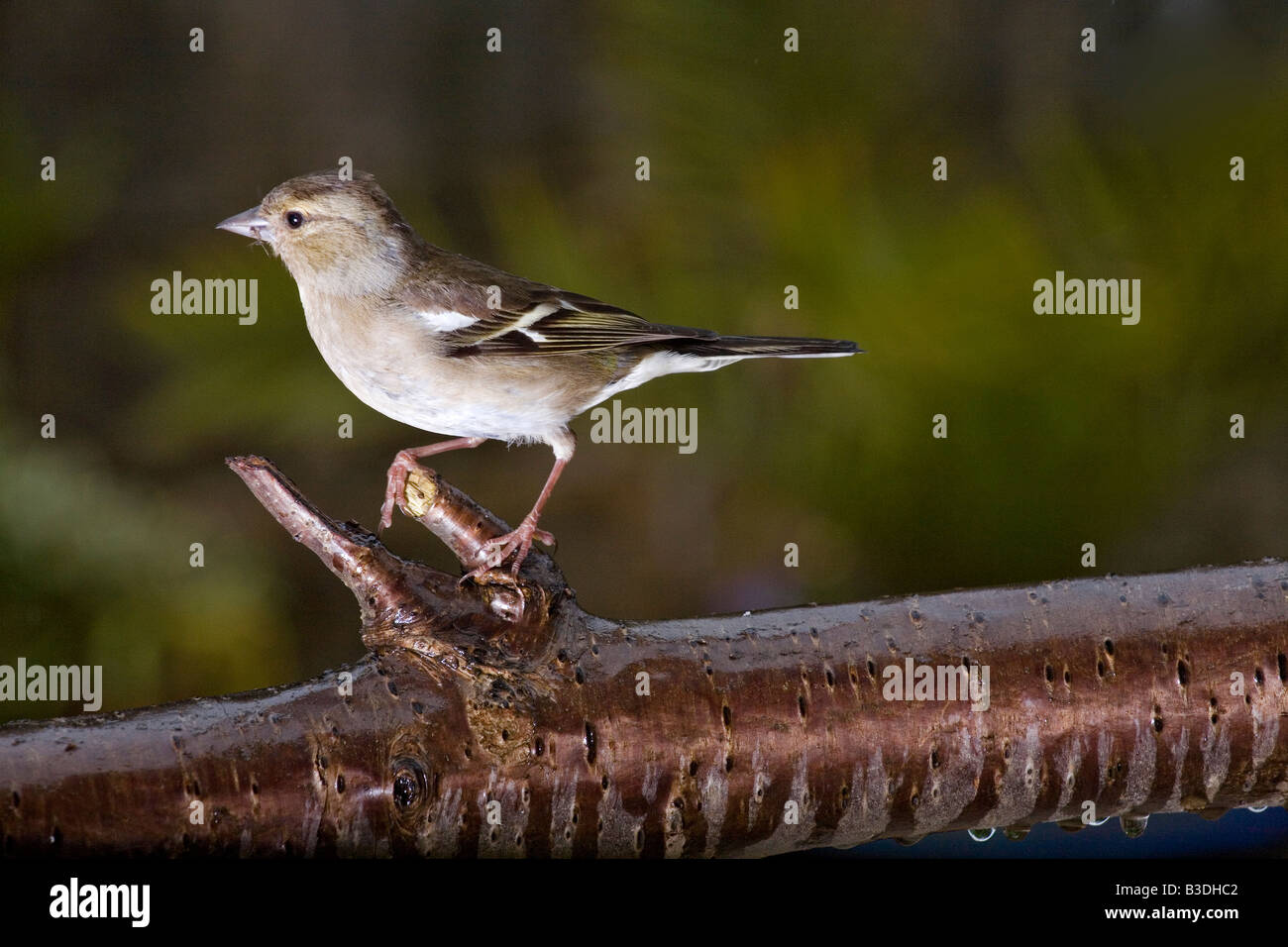 Weibliche Buchfink auf einem Ast Stockfoto
