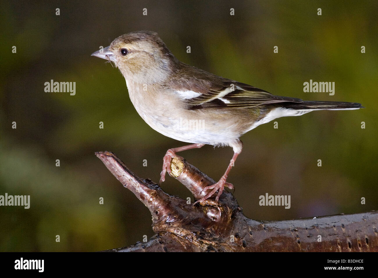 Weibliche Buchfink auf einem Ast Stockfoto