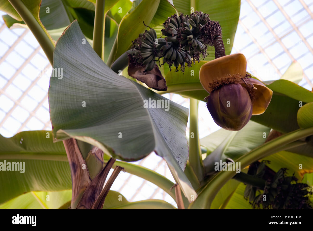 Japanische Banane Musa Basjoo Blüte und Frucht Pflanzen in einem