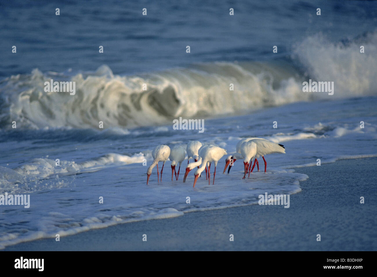 Weissibisse Eudocimus Albus Schneesichler weiße Ibisse Sanibel Island Florida USA Stockfoto