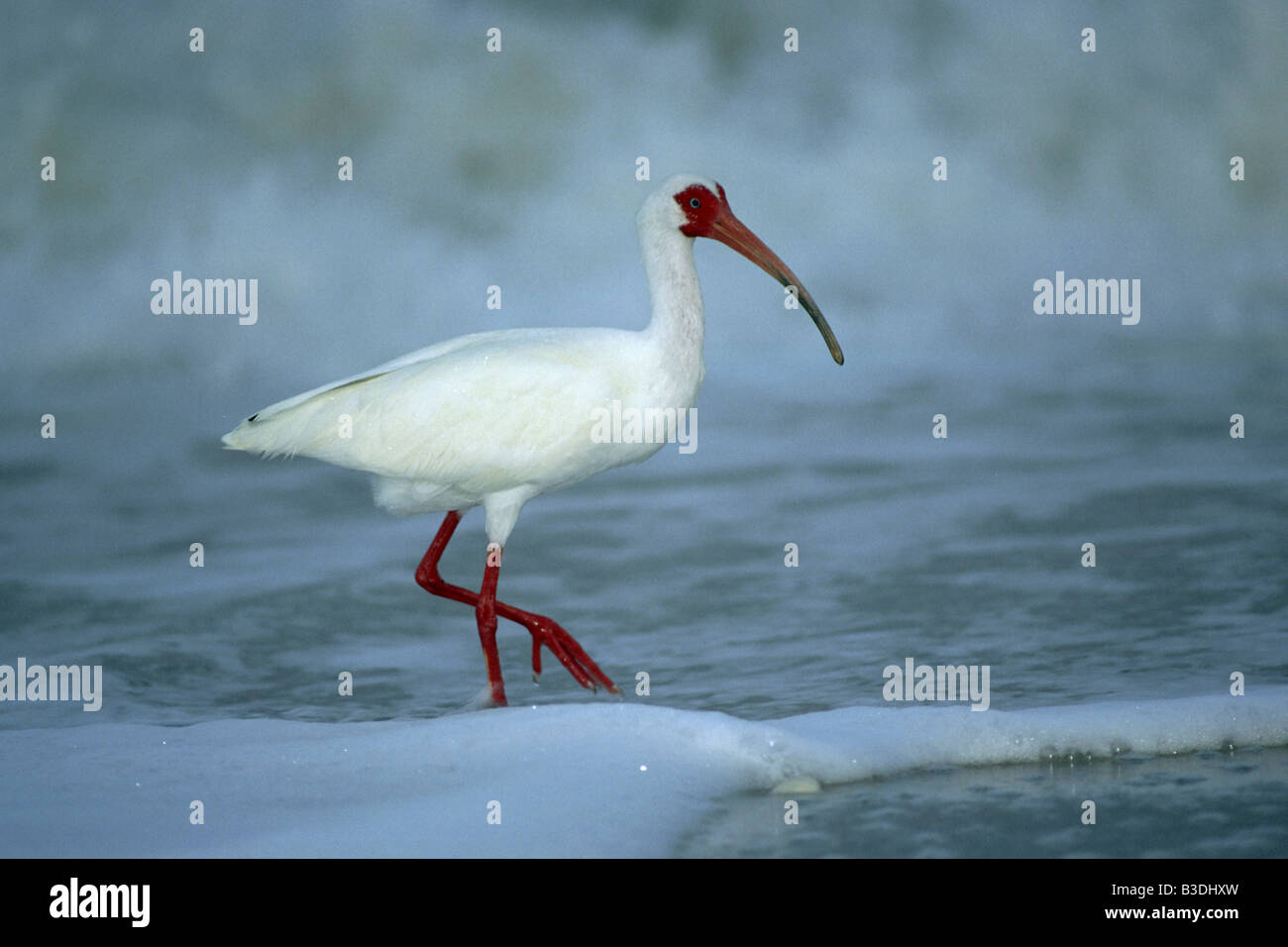Weissibisse Eudocimus Albus Schneesichler weiße Ibisse Sanibel Island Florida USA Stockfoto